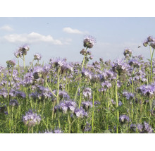 Blühende Phacelia als Bienenweide und Gründüngung auf einem Feld mit violetten Blüten unter blauem Himmel.
