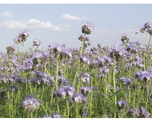 Blühende Phacelia als Bienenweide und Gründüngung auf einem Feld mit violetten Blüten unter blauem Himmel.