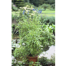 Bambuspflanze mit vielen grünen Blättern in einem Topf in einem hellen Garten an einem Teich.