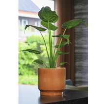 Alocasia Zimmerpflanze in einem braunen, geriffelten Keramik-Übertopf auf einem Tisch in einem hellen Raum.