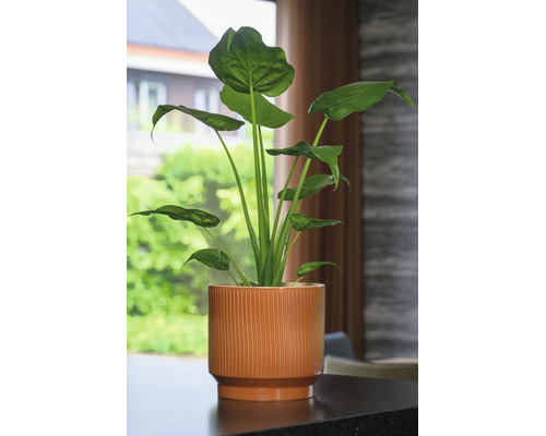 Alocasia Zimmerpflanze in einem braunen, geriffelten Keramik-Übertopf auf einem Tisch in einem hellen Raum.