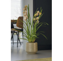 Cymbidium Orchidee mit cremefarbenen Blüten in einem beigen, strukturierten Übertopf in einer modernen Wohnumgebung.