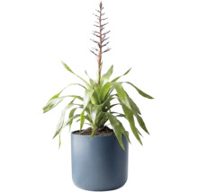Blühende Bromelie in einem blauen Topf.