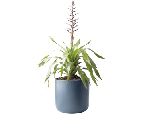 Blühende Bromelie in einem blauen Topf.