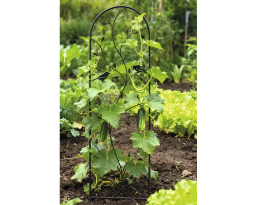 Dekoratives schwarzes Metall-Rankgitter mit Vogel-Motiven in einem hellen Gartenbeet, das eine wachsende Gurkenpflanze mit Früchten stützt.