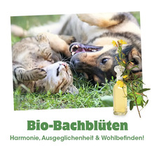 Ein Hund und eine Katze spielen auf einer Wiese neben einer Glasflasche mit Bio Bachblüten Essenz zur Unterstützung des Wohlbefindens für Tiere.