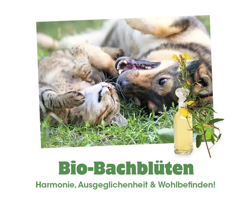 Ein Hund und eine Katze spielen auf einer Wiese neben einer Glasflasche mit Bio Bachblüten Essenz zur Unterstützung des Wohlbefindens für Tiere.