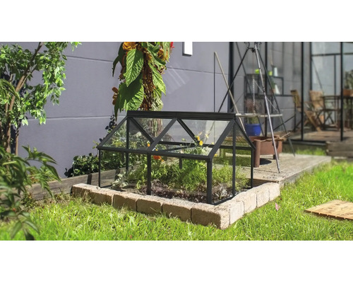 Ein kleines Frühbeet aus Glas mit schwarzem Metallrahmen auf einer Rasenfläche in einem Garten.