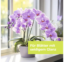 Phalaenopsis Orchidee in einem Topf auf einem Fensterbrett mit dem Text Für Blätter mit seidigem Glanz