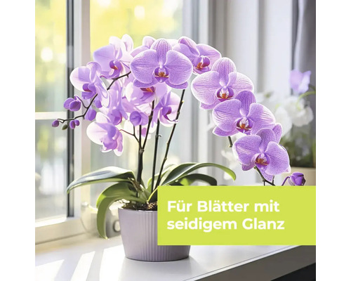 Phalaenopsis Orchidee in einem Topf auf einem Fensterbrett mit dem Text Für Blätter mit seidigem Glanz