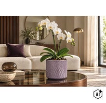 Phalaenopsis Orchidee mit weißen Blüten in einem strukturierten Übertopf auf einem Wohnzimmertisch in einem modernen Wohnbereich. (Image AI modified or generated)
