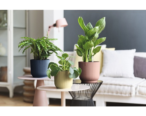 Dekorative Zimmerpflanzen in strukturierten Töpfen auf Beistelltischen in einem Wohnzimmer