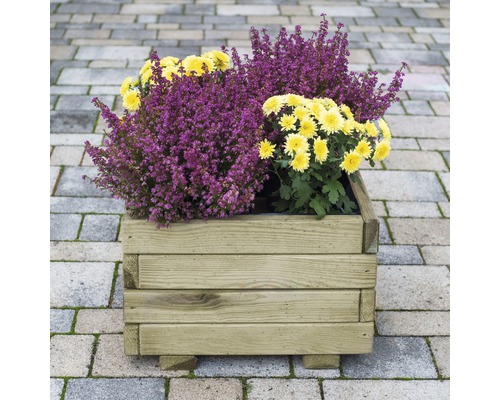 Holzpflanzkasten mit Heidekraut und Chrysanthemen