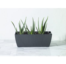 Blumenkasten Lafiora Kunststoff 50 x 18,5 x 18,5 cm anthrazit