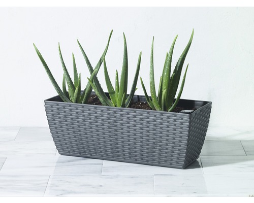 Aloe Vera Pflanzen in einem grauen Pflanzgefäß