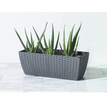 Rechteckiger Pflanzkasten mit Aloe Vera Pflanzen und Feuchtigkeitsmesser