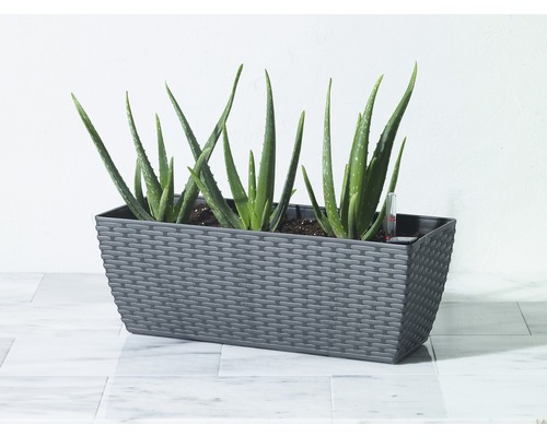 Rechteckiger Pflanzkasten mit Aloe Vera Pflanzen und Feuchtigkeitsmesser