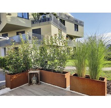 Pflanzkübel Hochbeet Palatino Lotte 60 x 40 cm Corten