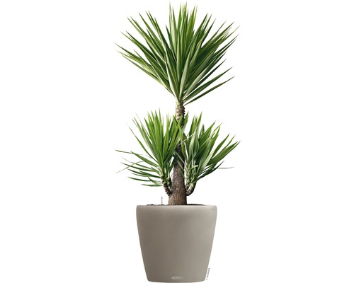 Yucca Zimmerpflanze in Topf