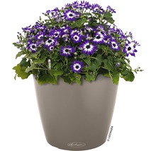 Blumentopf Lechuza Classico Color Ø 18 cm sandbraun