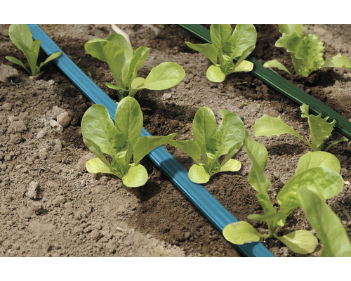 Bewässerungssystem mit Salatpflanzen im Gartenbeet