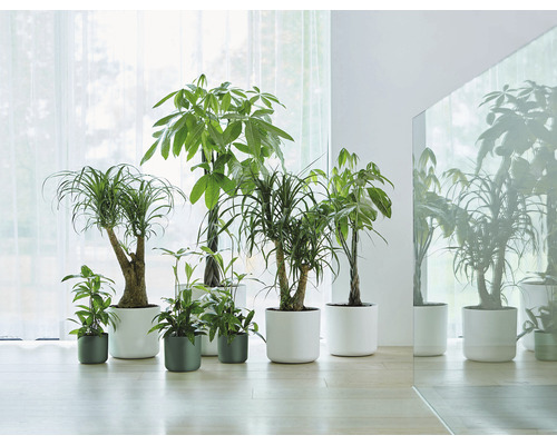 Zimmerpflanzen in weißen und grünen Pflanzgefäßen in einem hellen Raum.