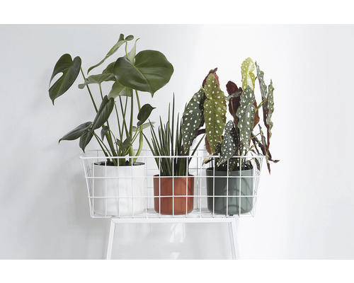 Drei Zimmerpflanzen in Töpfen in einem Drahtkorb.