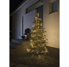 Beleuchteter Weihnachtsbaum im Außenbereich vor einem Haus.