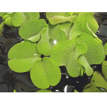 Kleinohriger Schwimmfarn - Salvinia auriculata In-Vitro