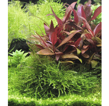 Aquariumpflanzen mit grünen und rötlichen Blättern