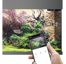 Aquarium mit Pflanzen, Fischen, JUWEL SmartCam und Smartphone