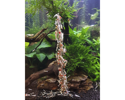 Aquarium mit Crystal Red Garnelen auf einem Ast