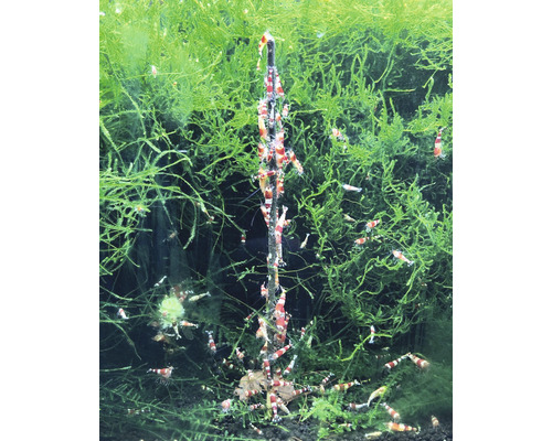 Aquarium-Szene mit vielen Garnelen, Pflanzen und Dekorationen.