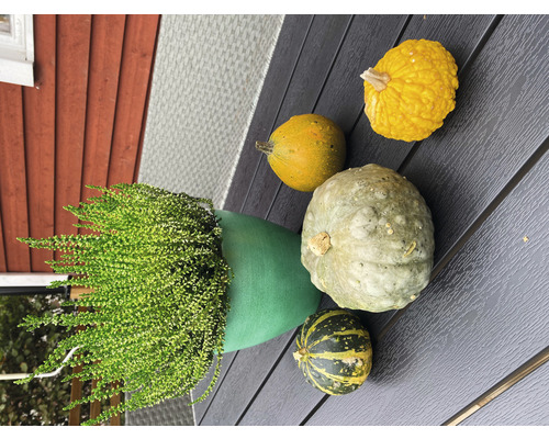 Arrangement mit Heidekraut in einem Pflanzgefäß und verschiedenen Kürbissen.