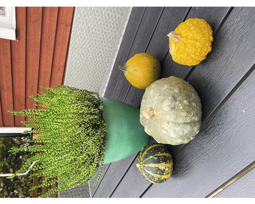 Gartenarrangement mit Topfpflanze und verschiedenen Kürbissen