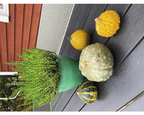 Arrangement mit Herbstheide in einem Topf und verschiedenen Zierkürbissen auf einer Holzoberfläche