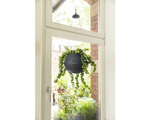 Hängepflanze in einem Topf am Fenster