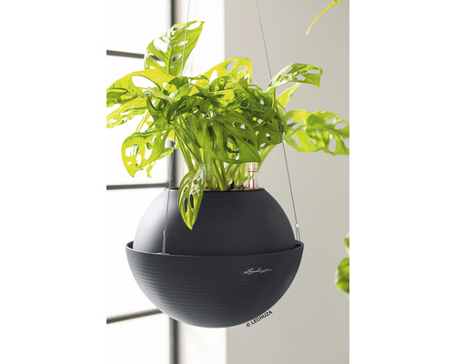 Hängepflanze in einem runden, dunklen Topf mit Bewässerungssystem der Marke Lechuza