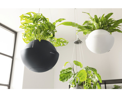 Hängende Zimmerpflanzen in runden Pflanzgefäßen mit Lechuza Logo.
