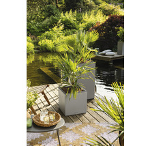 Szene mit zwei quadratischen Pflanzkübeln mit Palmenbepflanzung auf einer Holzterrasse am See.