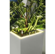 Pflanze in einem quadratischen, beleuchteten Pflanzgefäß mit Feuchtigkeitsmesser und Rankhilfe