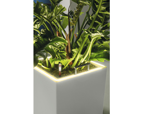 Pflanze in einem quadratischen, beleuchteten Pflanzgefäß mit Feuchtigkeitsmesser und Rankhilfe