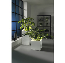 Zwei Pflanzen in weißen, würfelförmigen Pflanzgefäßen in einem Zimmer