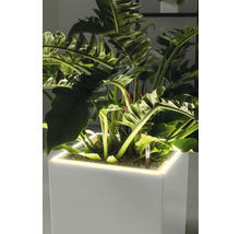 Pflanze mit großen Blättern in einem Pflanzgefäß mit Beleuchtung