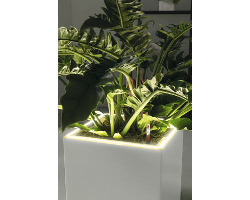 Pflanze mit großen Blättern in einem Pflanzgefäß mit Beleuchtung