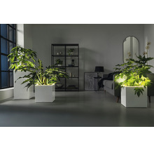 Wohnzimmer mit Pflanzen in weißen Pflanzgefäßen