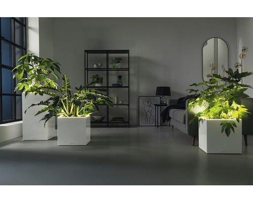 Wohnzimmer mit Pflanzen in weißen Pflanzgefäßen