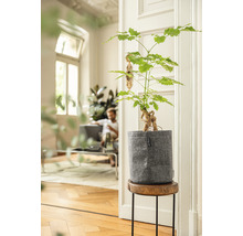 Ginseng-Feigenbaum in einem Pflanzgefäß auf einem Beistelltisch in einem hellen Raum