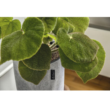 Begonie in einem grauen Stoffübertopf