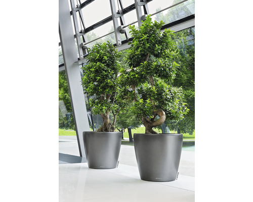 Zwei grüne Bonsai-Bäume in grauen Pflanzgefäßen stehen auf einem hellen Boden.